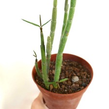 Ceropegia dichotoma SELECTED - Ceropegia des Canaries | Ceropegia fourchue