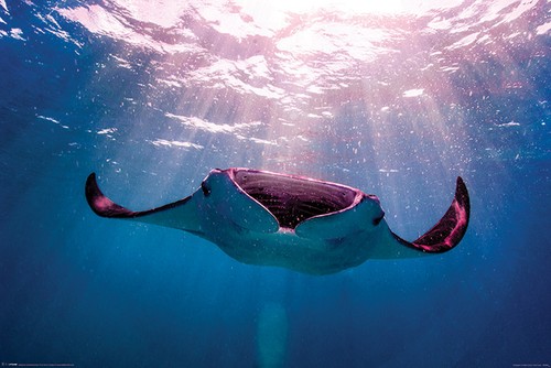 Manta ray affiche - -,