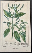 Flore médicale Mercuriale