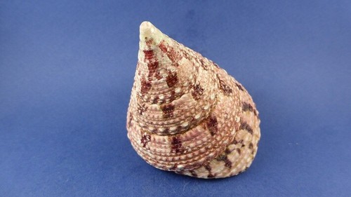 Coquillage rochia conus - coquillage,