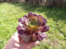 Aeonium velour big lovely - velour",