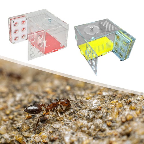 Nid fourmis transparent - nid,