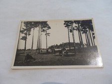 43 MAZET SAINT VOY env CHAMBON SUR LIGNON HAUTE LOIRE TROUPEAU AU PATURAGE