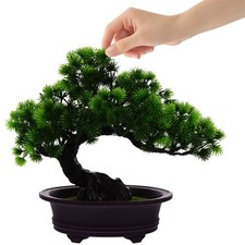  Arbre Bonsaï Jardinières