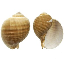 Coquillage tonna galea - Taille 15 à 17 cm