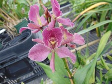 Grc. Francis Dyer 'Foxes Plum'