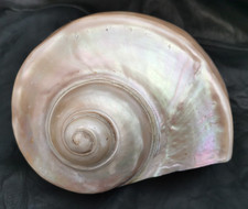 grand coquillage nautilus nautile 16 cm