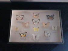 Cadre Papillons Naturalisés