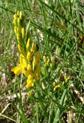 Graines genista tinctoria - graines,