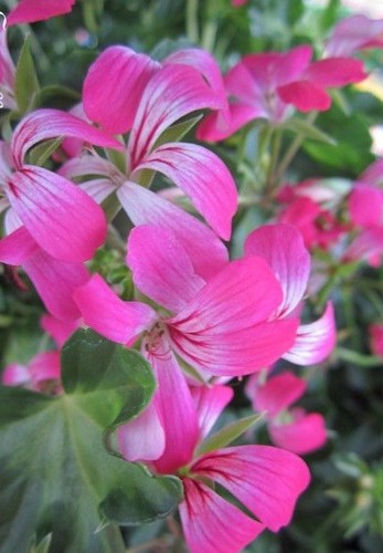 Geranium lierre enrosée - geranium, 'enrosée