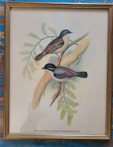 Lithographie ancien oiseaux