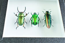 Véritables insectes : Trio de coléoptères - (Entomologie, insecte, taxidermie)