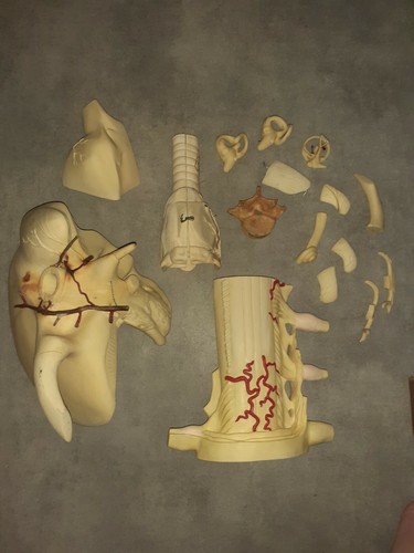 Anatomie medecine plastique - anatomie,