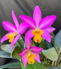 Cattlianthe tiny treasure - tiny,