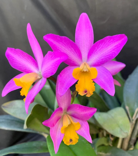 Cattlianthe tiny treasure - cattlianthe,