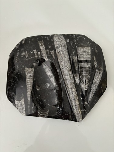 Pierre fossile orthoceras - fossile,