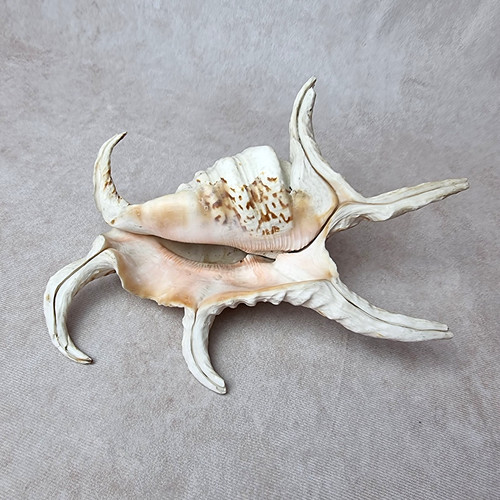 Coquillage décoratif vintage - décoratif,