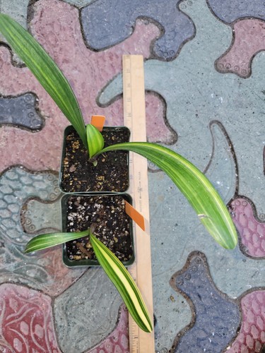 Clivia variegated plant - variegated, orange