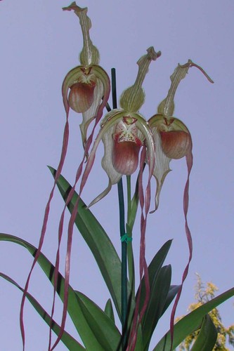 Phragmipedium majestic tresses - phragmipedium,