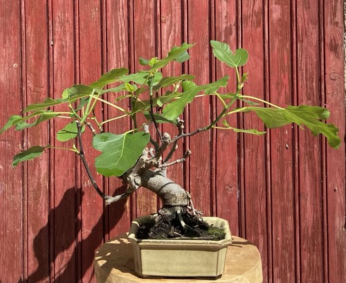 Bonsaï figuier ficus - bonsaÏ,