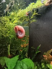 PLANORBES LOT DE 30 - ESCARGOT