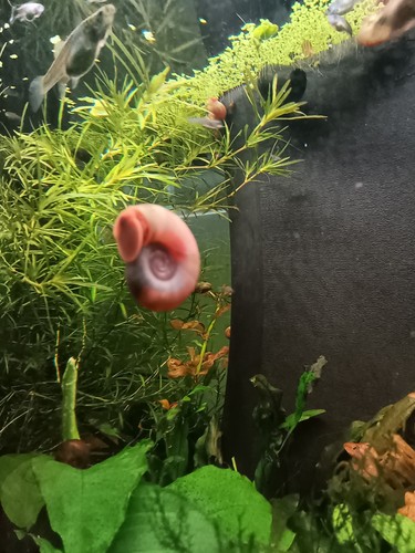 Planorbes lot escargot - 30,