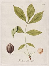 Butternut Noix De Grenoble Arbre Botanique Kerner Gravure Sur Cuivre 1791