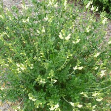 Salvia greggii 'La Luna' - Sauge de Gregg jaune vif