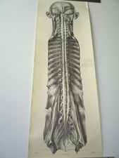 PLANCHE écorché CABINET