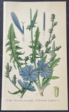 Botanique Chicorée sauvage Gravure couleur de 1893 par Masclef