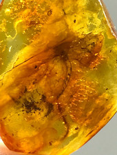 PIECE AMBRE avec insecte