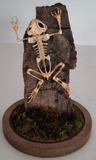 curiosité , taxidermie : Squelette De Grenouille Sous Globe 
