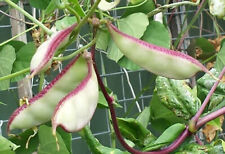 Haricot jacinthe asiatique