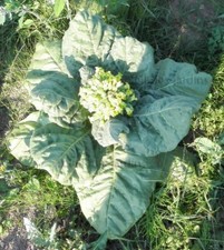 Lot de 1000 graines de tabac