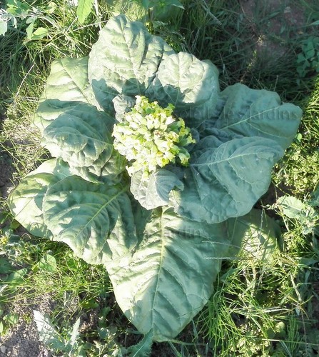 Lot 1000 graines tabac - lot,