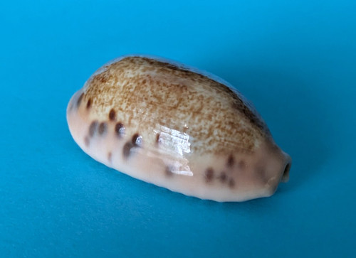 Cypraea caurica 8 - caurica, 38,8