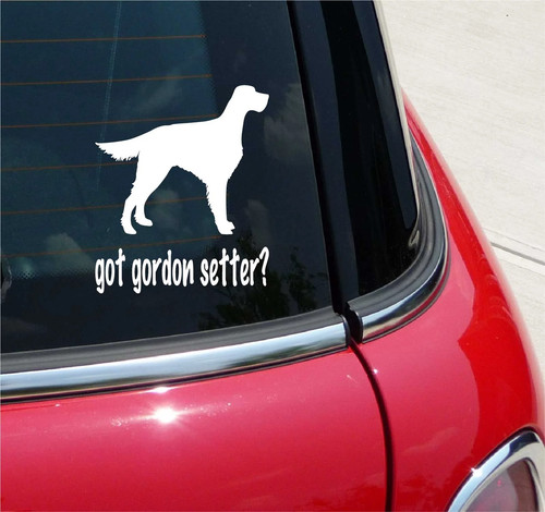 Got gordon setter dog - gordon,