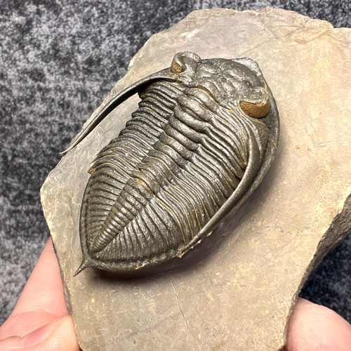 Zlichovaspis rugosa trilobite - zlichovaspis,