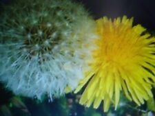250 Graines de Pissenlit, Dent