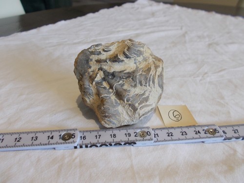 FOSSILE.HUITRE.BIVALVE..CALLOV