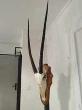 taxidermie massacre d'oryx ancien empaillé cabinet de curiosité animaux décors 