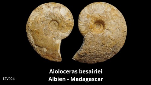 Ammonite aioloceras besairiei - ammonite,