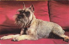 CHIENS AL#AL00568 UN SCHNAUZER NAIN PUBLICITE DE TELEMAGAZINE