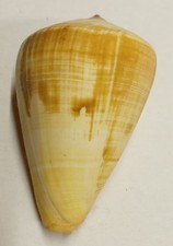 Conus (Lividoconus) quercinus Polynésie Française Tahiti 78,8 mm N°1