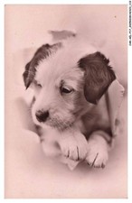 CAR-AELP17-0977-CHIEN - Un