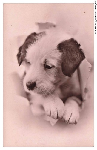 Car aelp17 0977 chien un - car-aelp17-0977-chien,