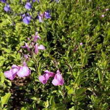Salvia microphylla 'Trenance' - Sauge violine arbustive