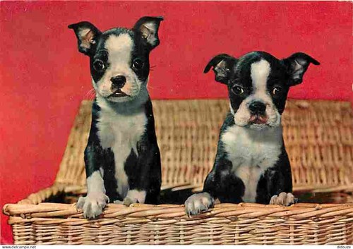 Carte postale animaux - postale,