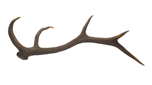 Taxidermie superbe bois - taxidermie, de