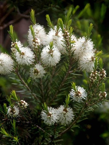 Huile essentielle tea tree - essentielle,
